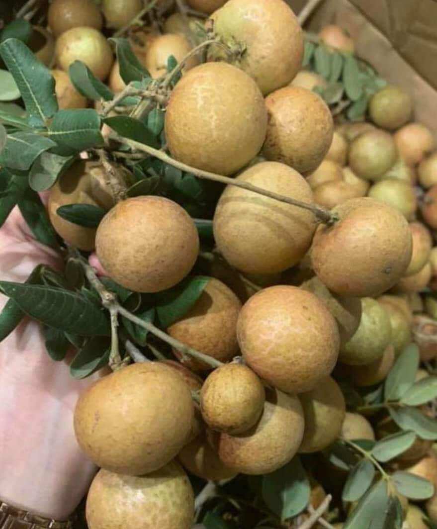 CÂY GIỐNG NHÃN XUỒNG CƠM DÀY