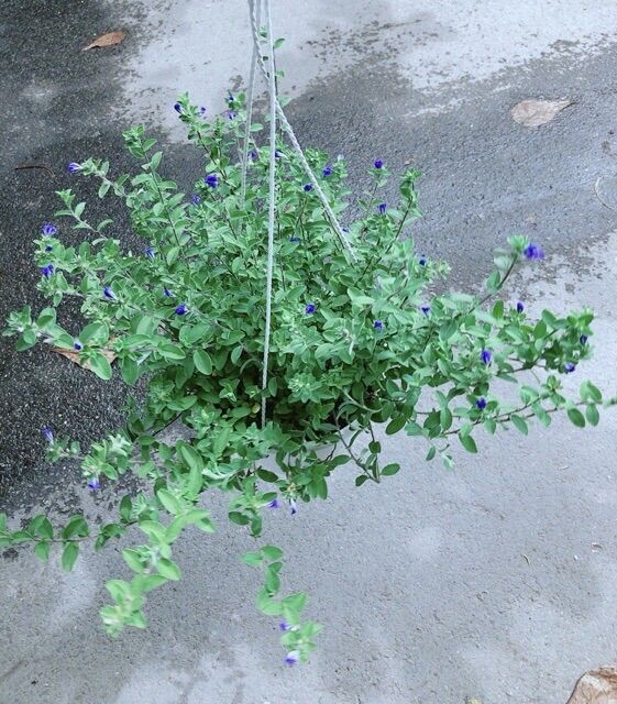 Chậu hoa thanh Tú treo