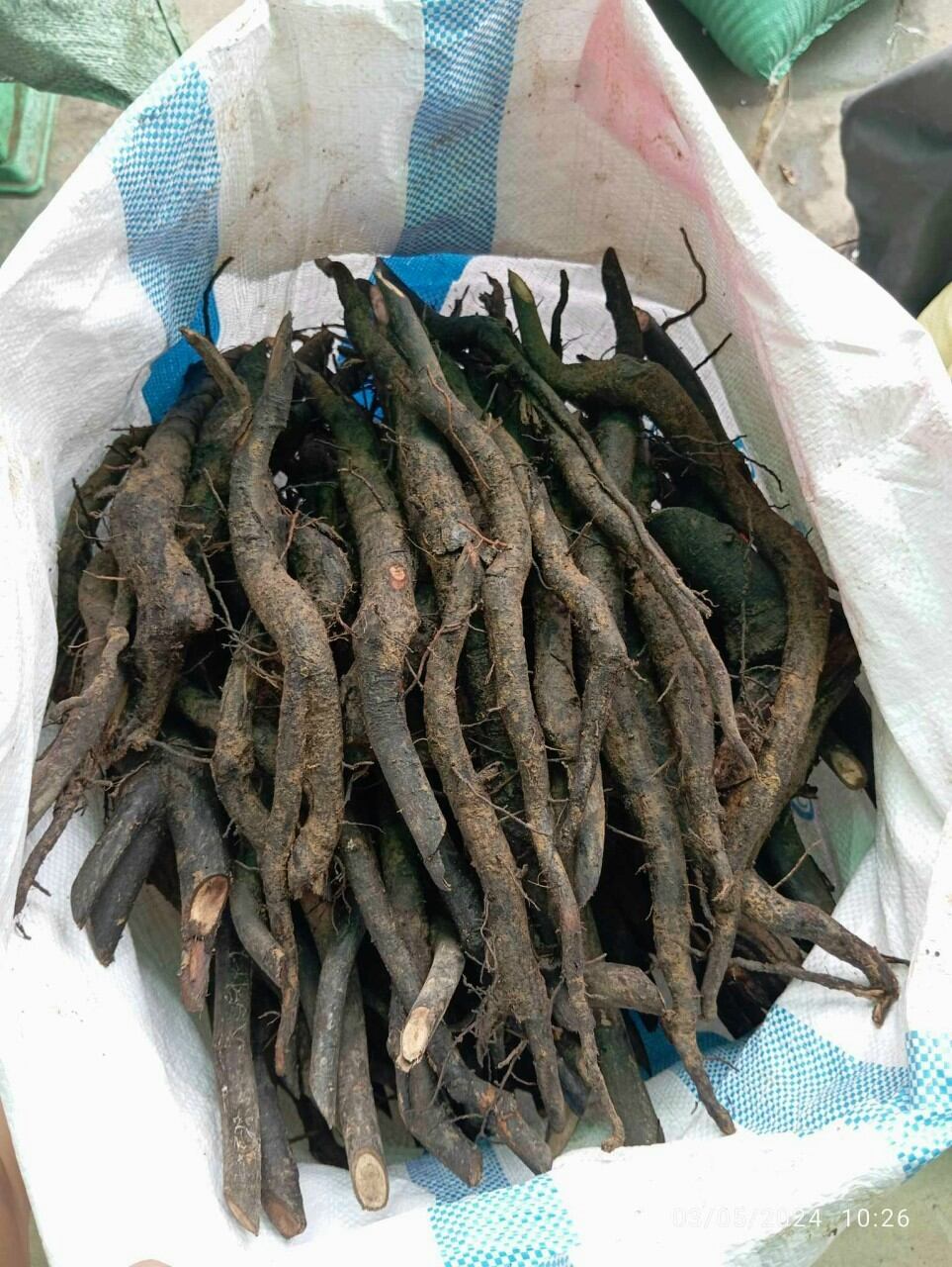[1Kg] Sâm béo đen (sâm bảo ngọc) hàng rừng tươi