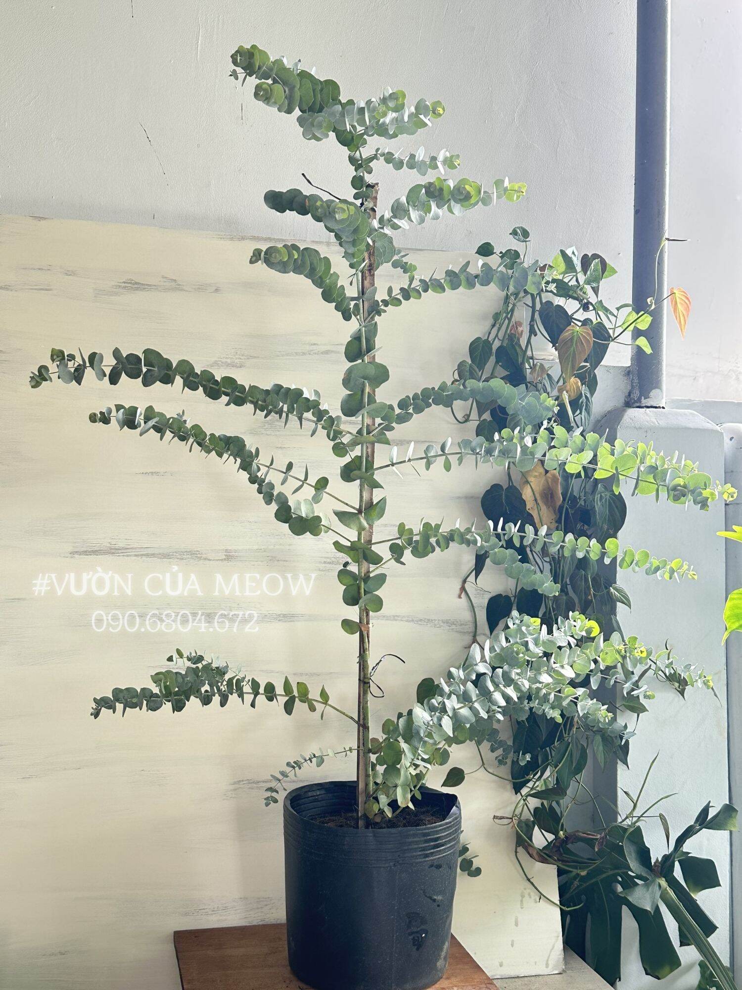 Cây kuynh diệp thân gỗ 1m2 - cây khuynh diệp lá bạc silver dola, rễ khỏe, thân già hóa gỗ