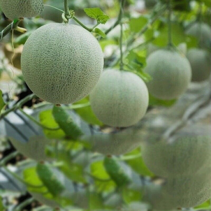 Hạt Giống Dưa Lưới F1