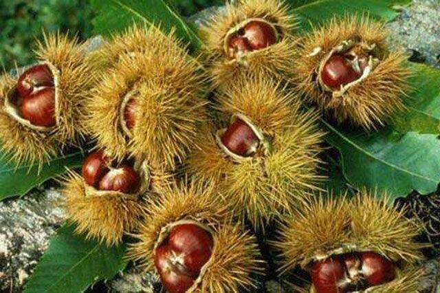 cây giống hạt dẻ đen trùng Khánh -hạt dẻ đen ăn hạt