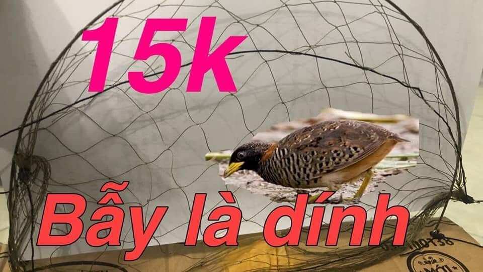 Cung bẫy cút gồm 10 cung