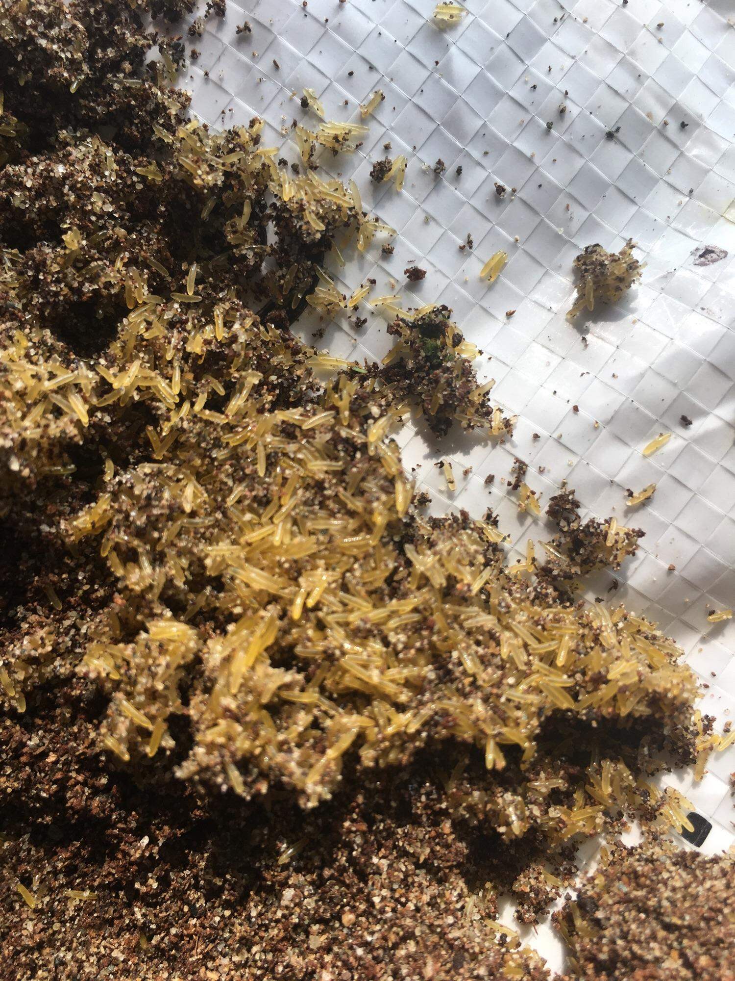 Trứng dế thái đen 500g/khay