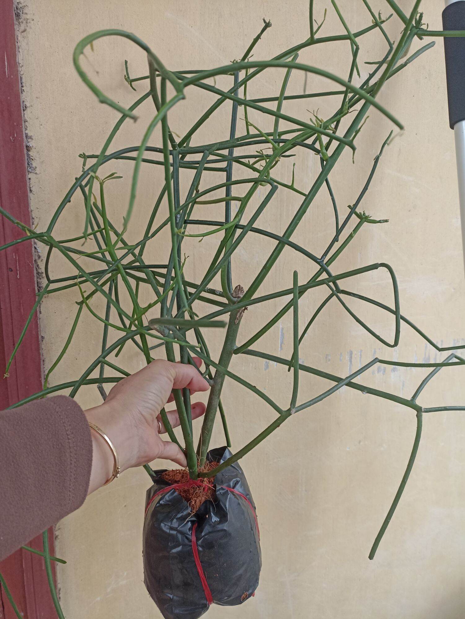 Combo 2 cây giao xương cá