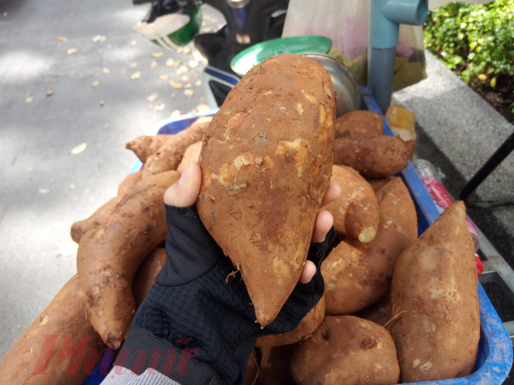 Khoai Sâm Đất đặc sản Lào Cai 1 củ to