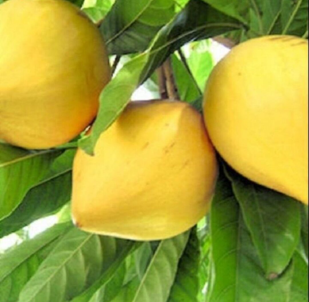 CÂY LÊ KI MA  (cây giống)