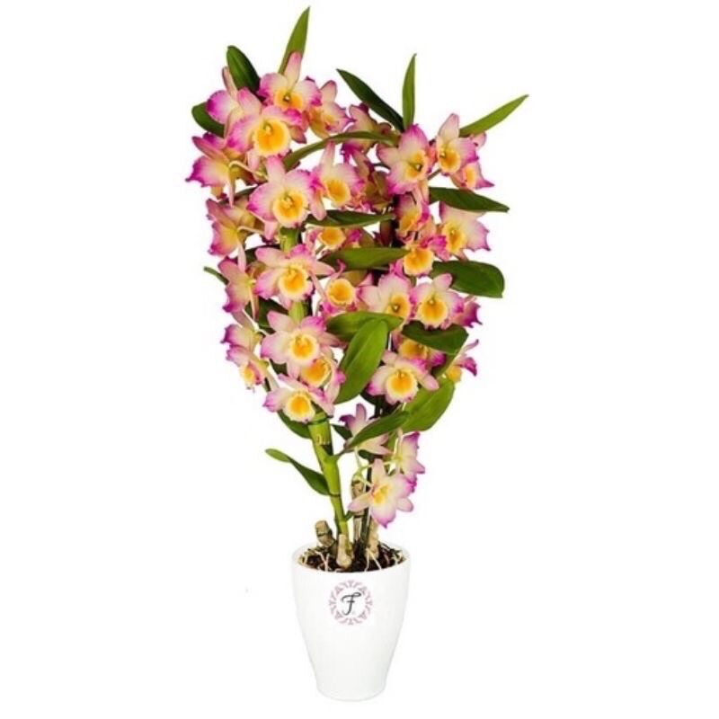Hoa Lan denro Xuân sỉ 5k (set 5 khóm)