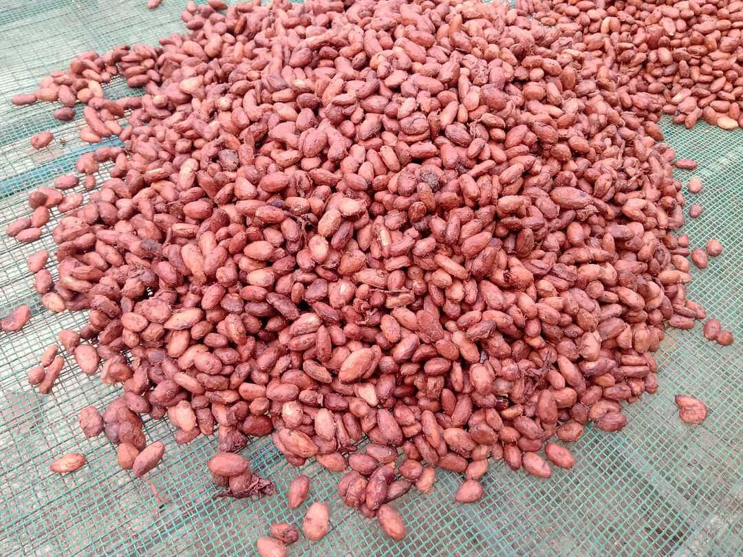 Hạt cacao khô