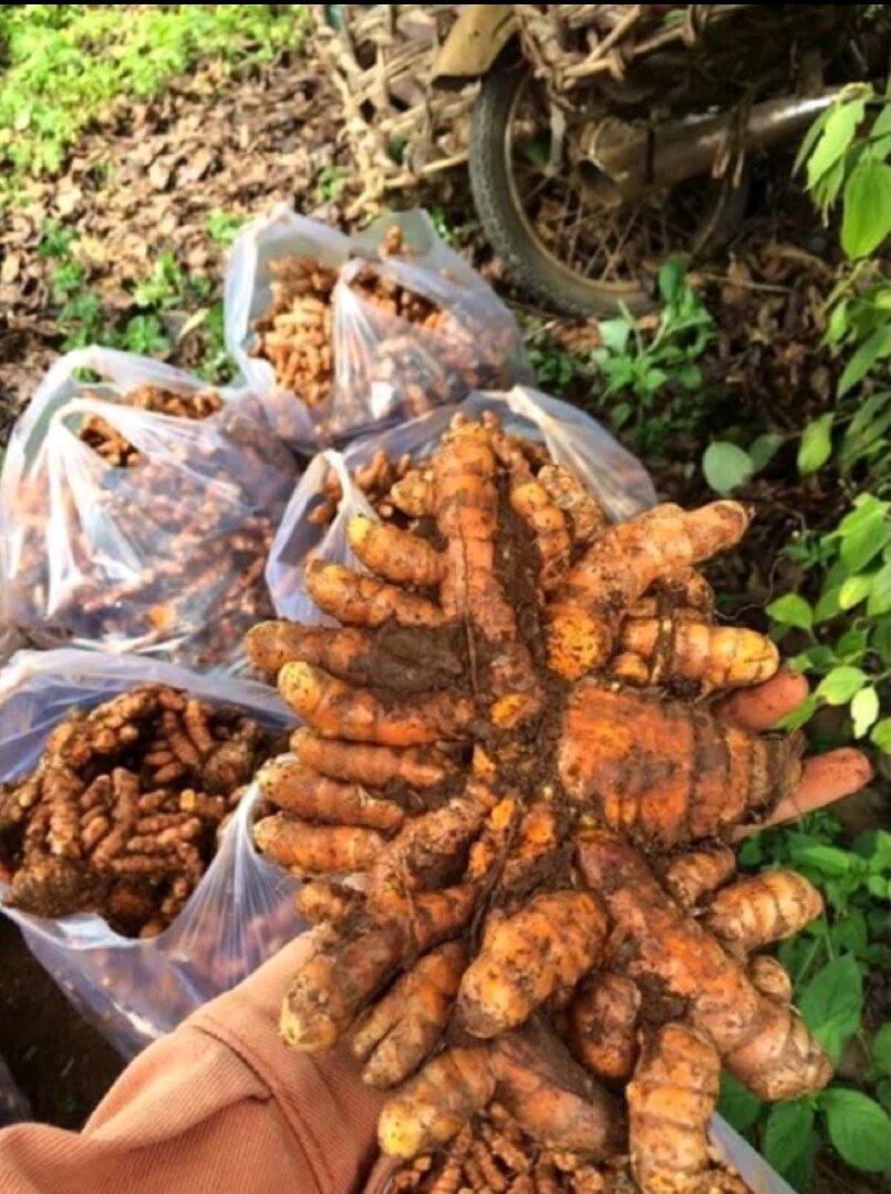 NGHỆ ĐỎ đào ở rừng không pha trộn