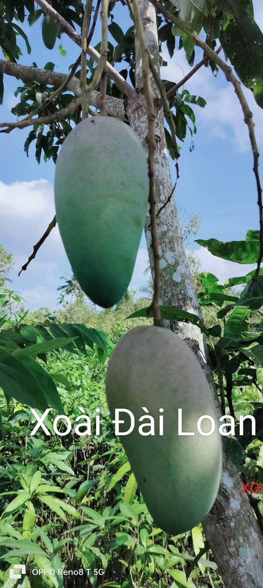 CÂY XOÀI ĐÀI LOAN