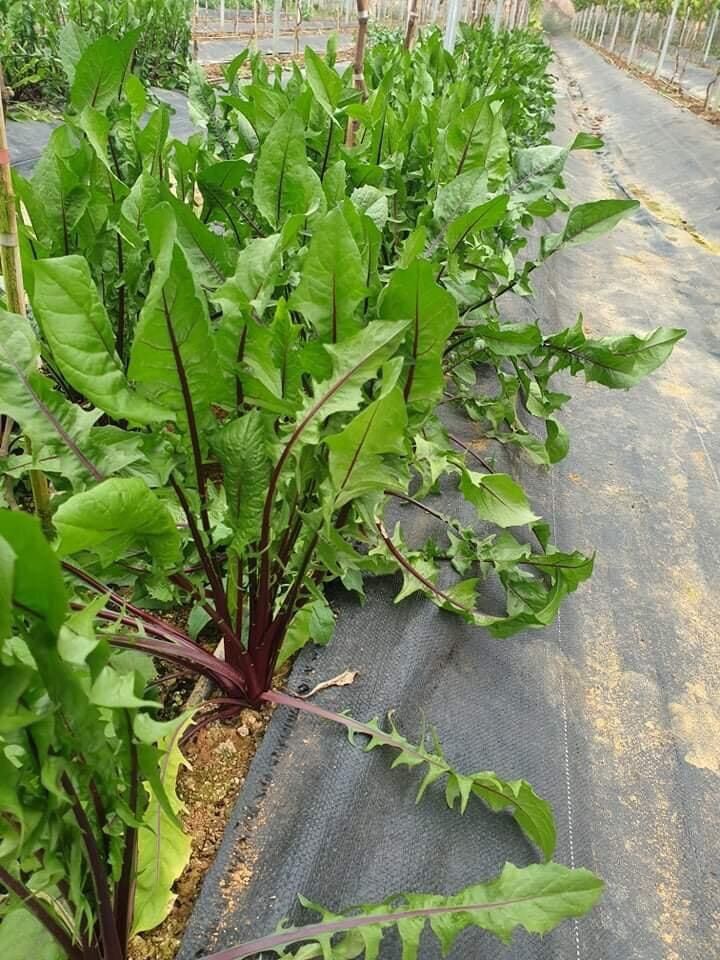 Hạt giống Bồ công anh Mỹ nảy mầm tốt