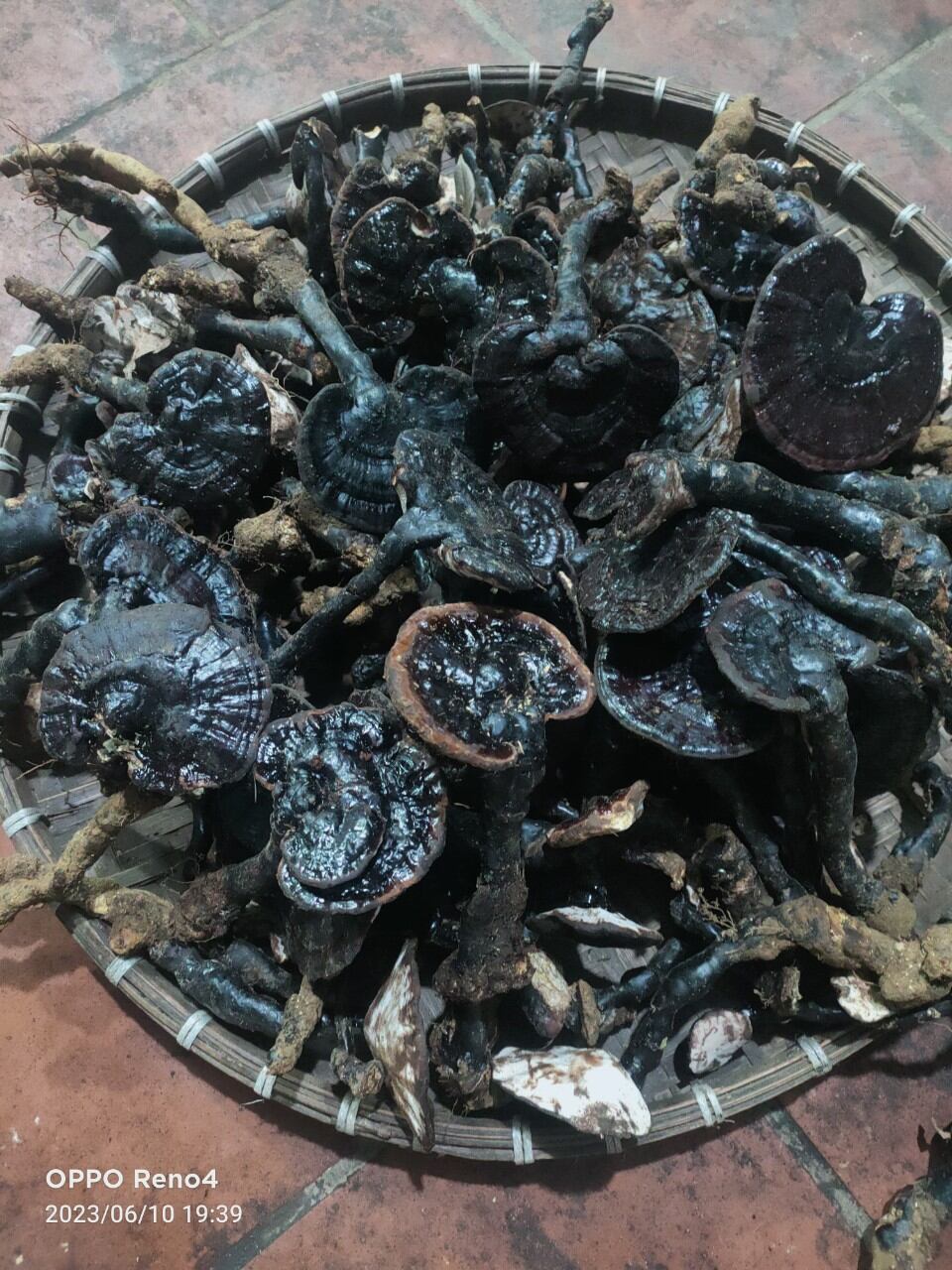 Nấm linh chi đen hàng rừng