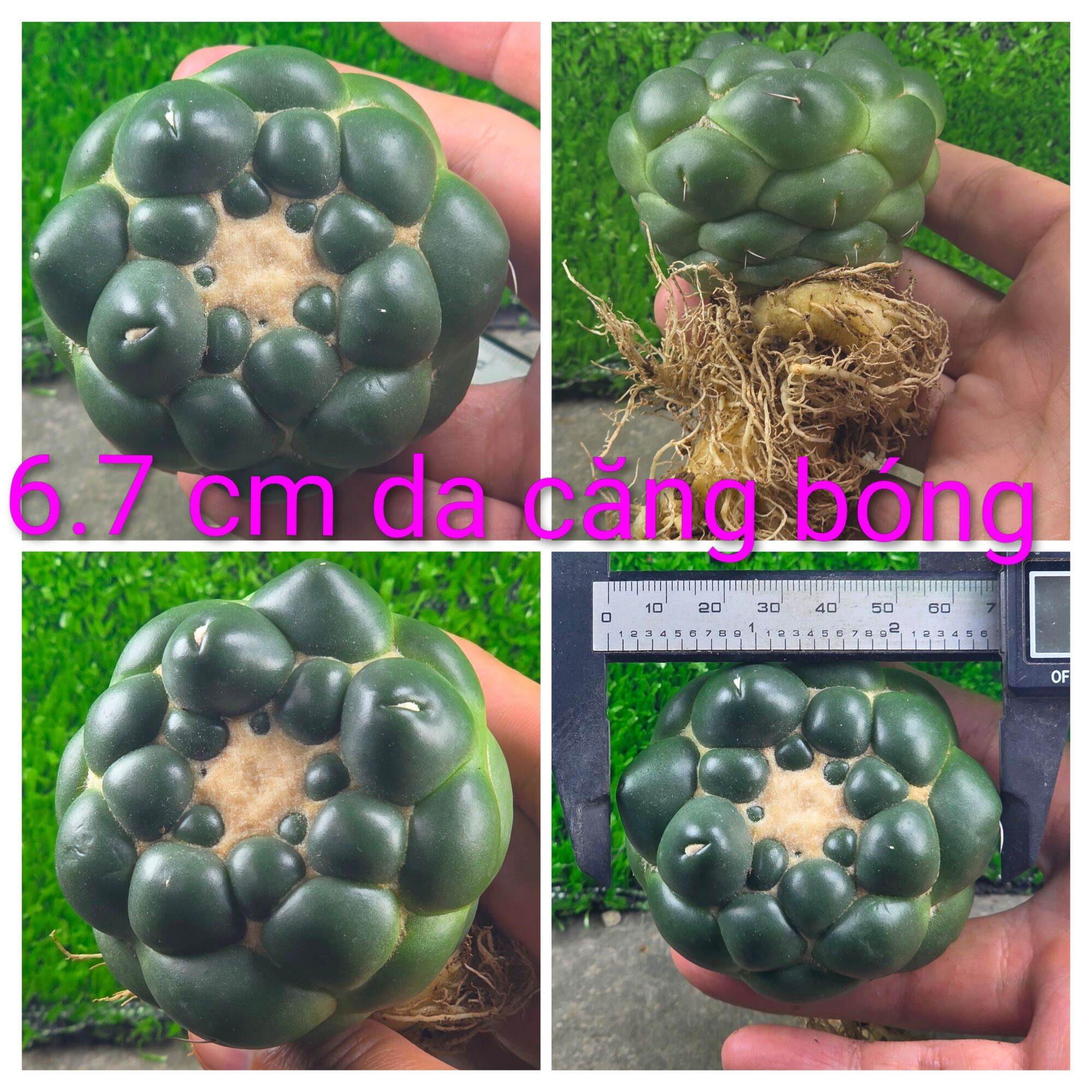 Xương rồng cory không gai gieo hạt gòn nhiều form đẹp rễ củ sâm cây gieo hạt thái lan