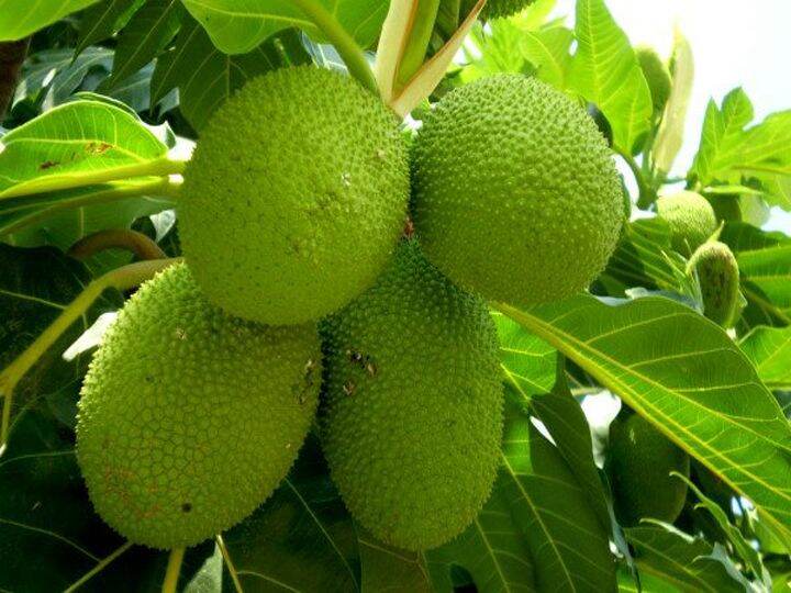 Cây giống sa kê siêu sớm