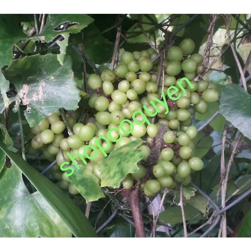 Cây nho rừng giống