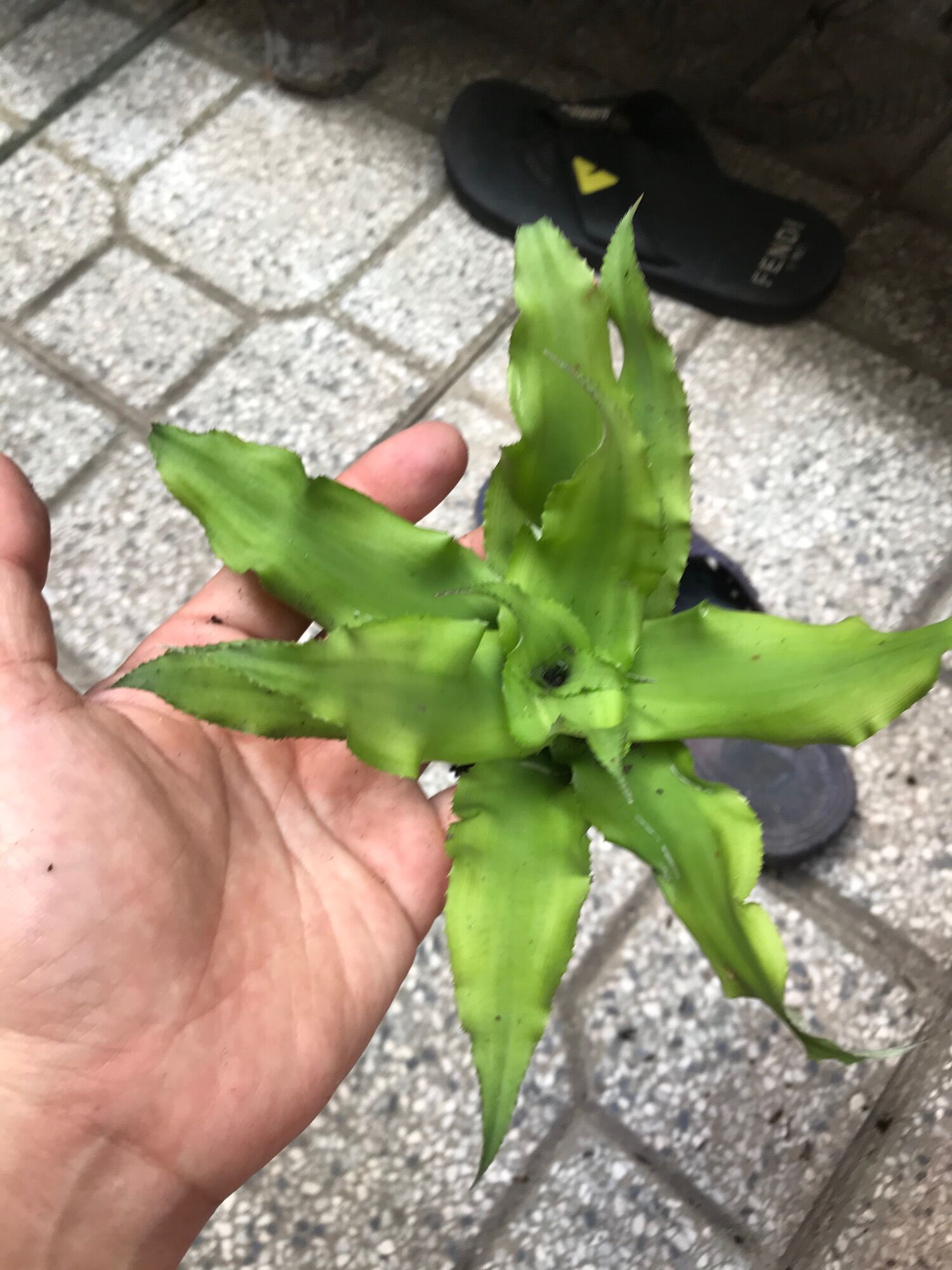 Cây dứa tiểu phụng-cây dứa màu cảnh