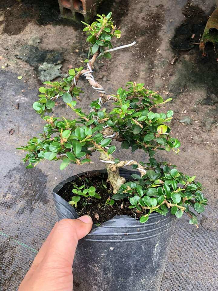 Cây sam núi trái bonsai mini để bàn