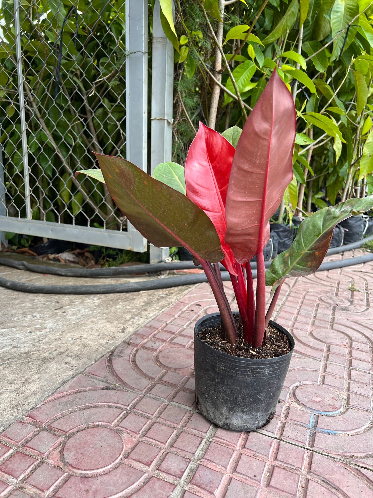 Trầu bà đế vương đỏ ( cây cao 20 cm)