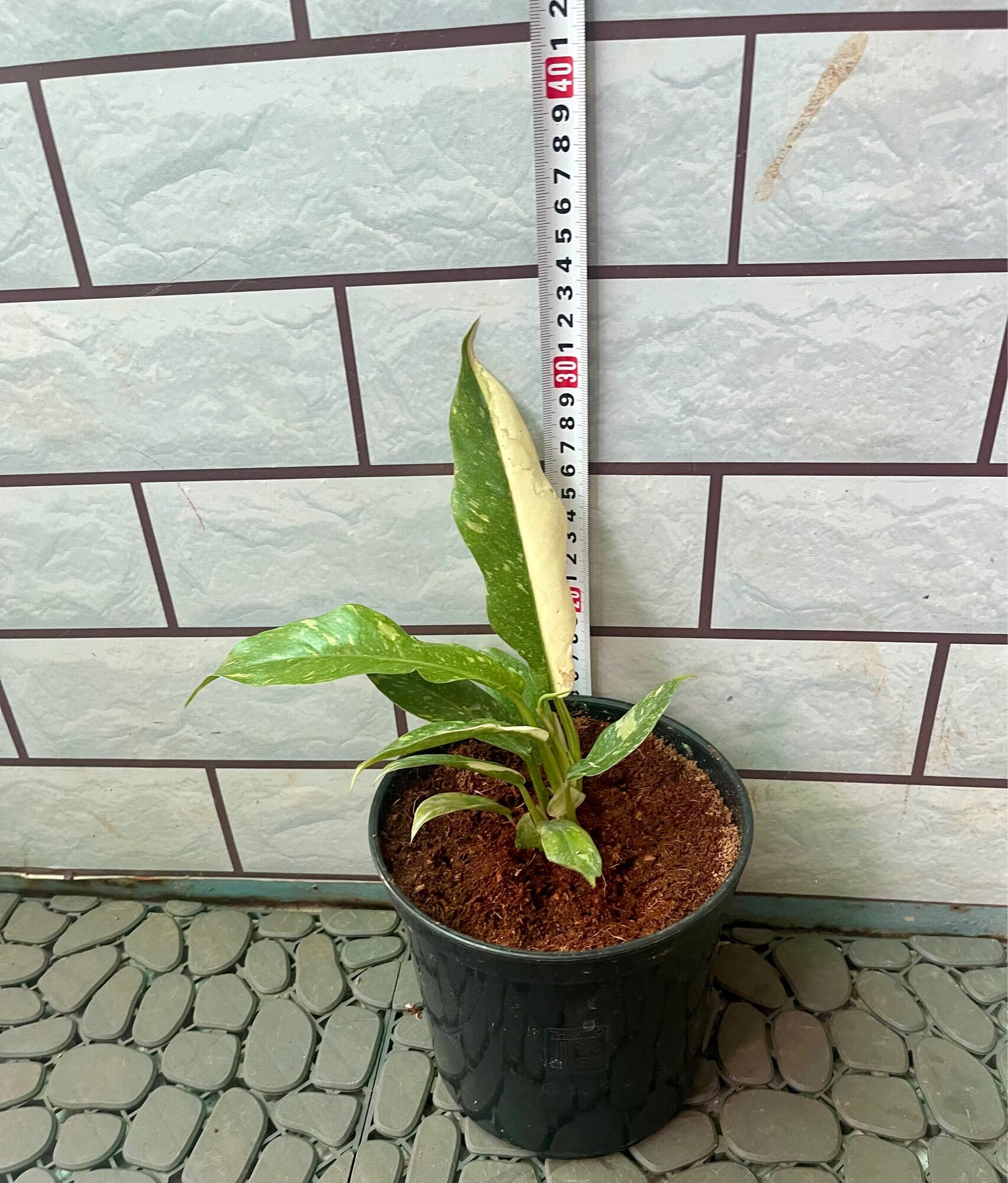 Cây trầu bà philodendron ring of fire var