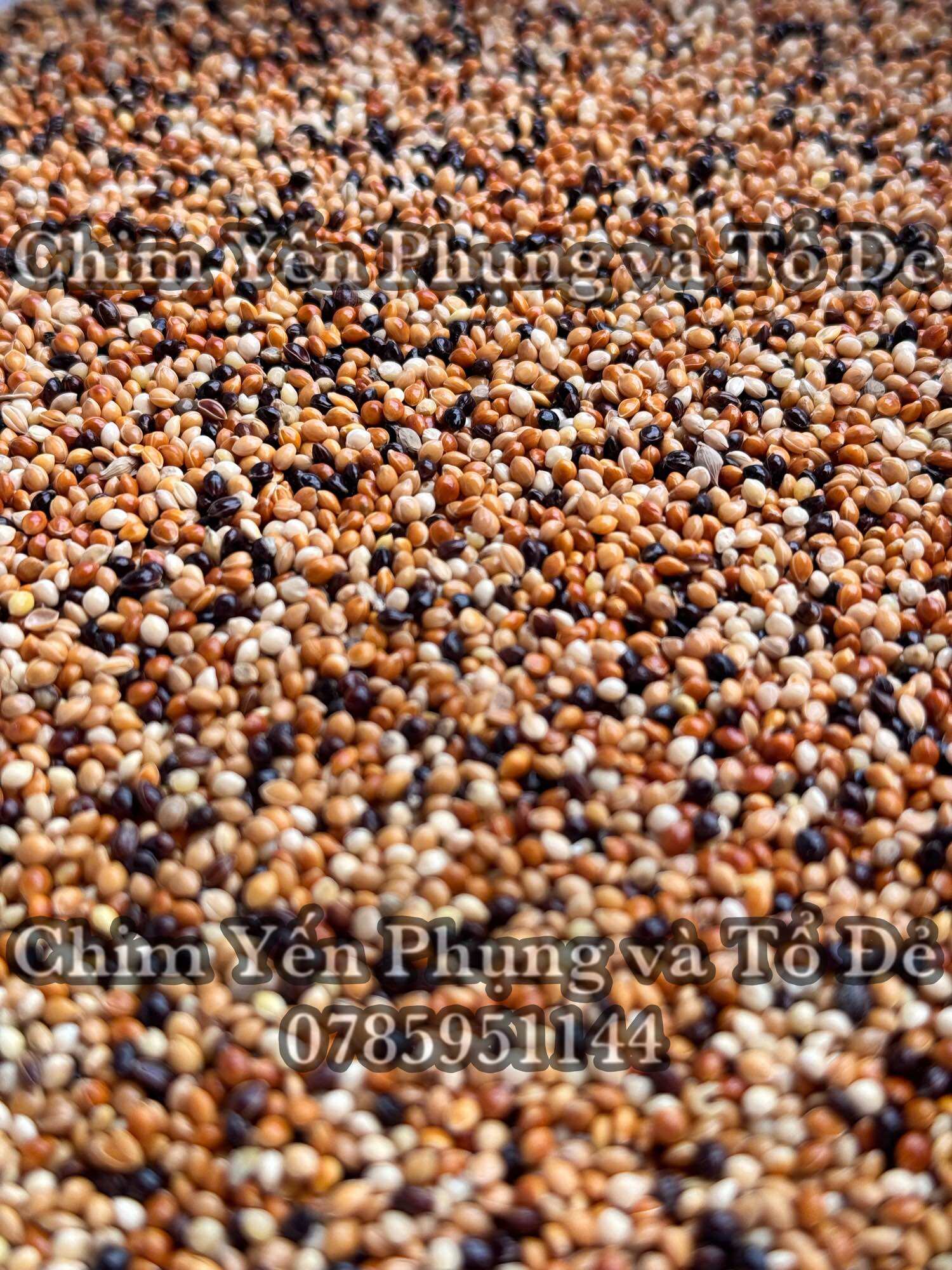 Hạt kê thái (kê ba màu: vàng, đỏ, đen) cho Yến Phụng • Hamster • Sóc....