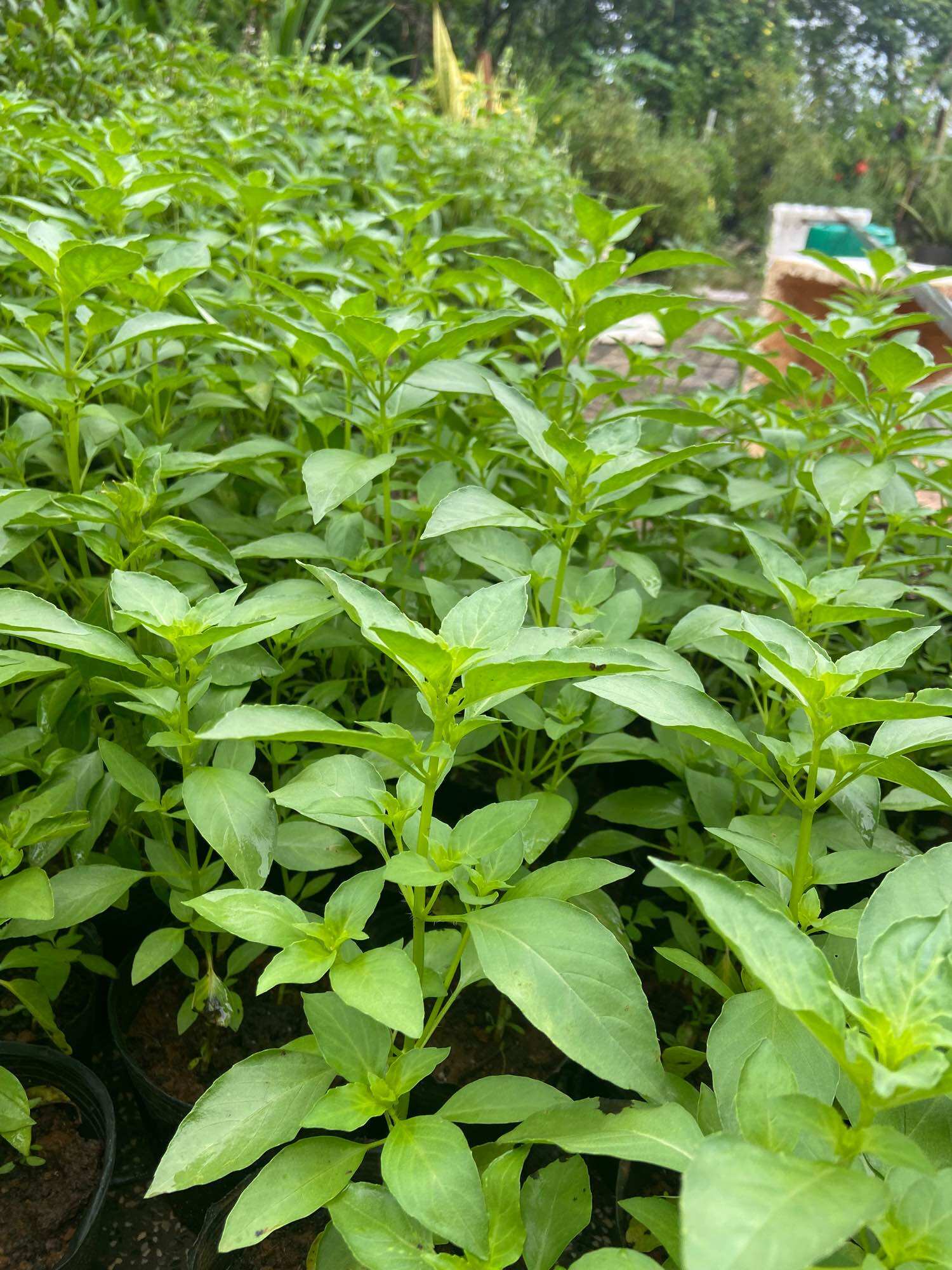Chậu cây é trắng , rau thơm xả