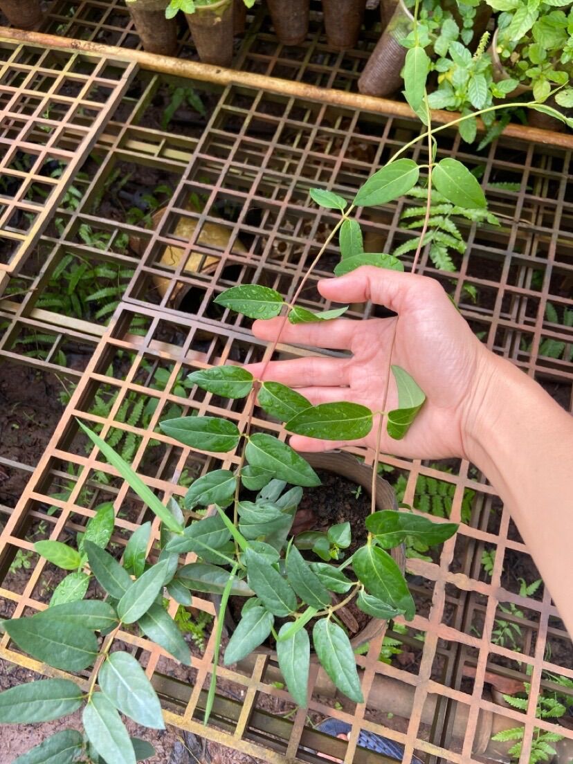 Cây kim ngân hoa, cây chuẩn bị leo giàn