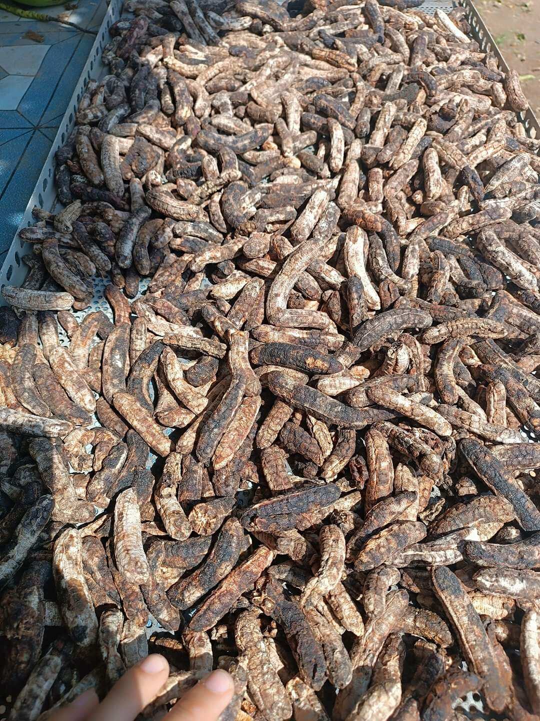 Chuối hột rừng tây nguyên