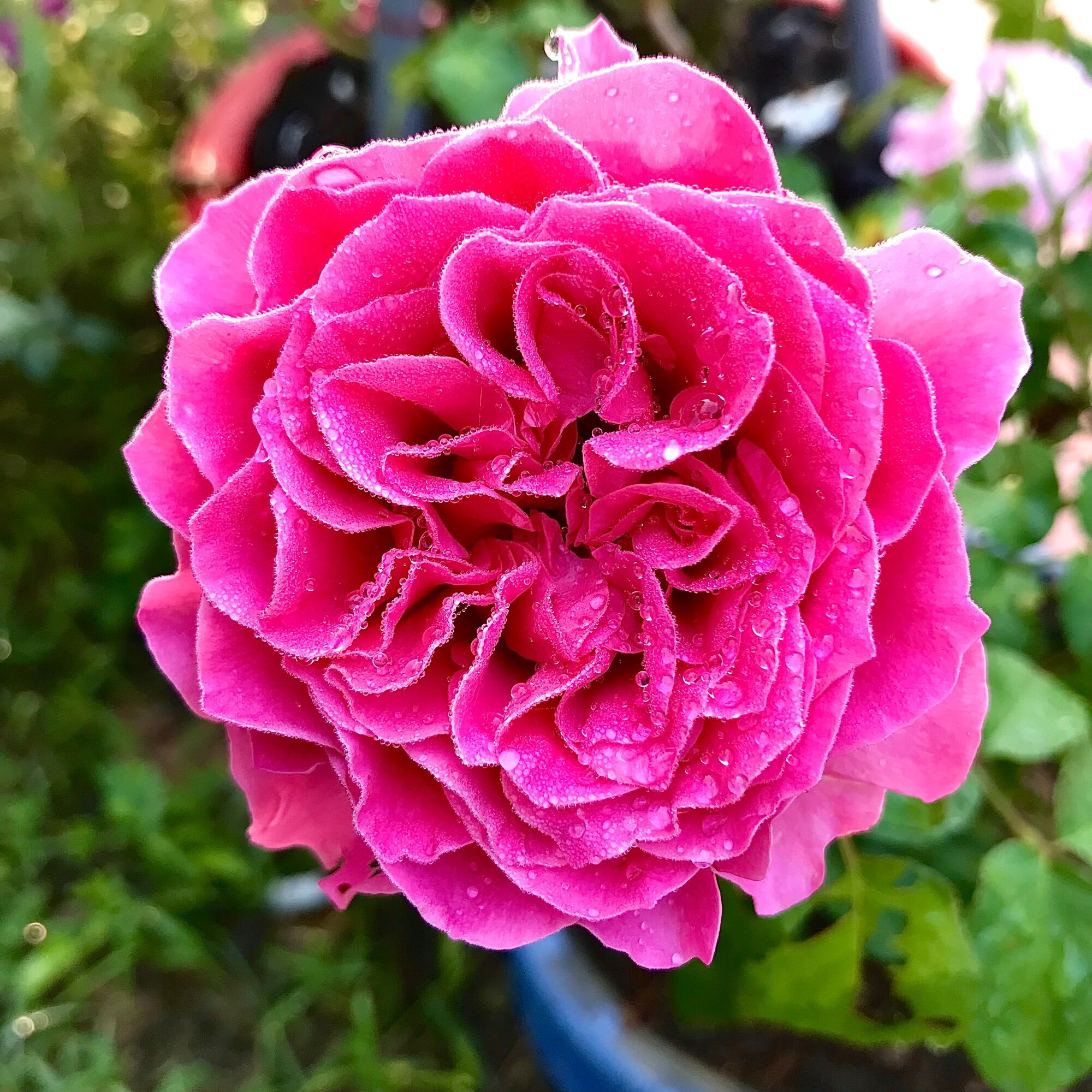 Hoa hồng Kate Rose - hoa thơm, hồng leo