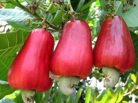 Giống điều ab29 – giống điều ghép cao sản năng suất vượt trội.