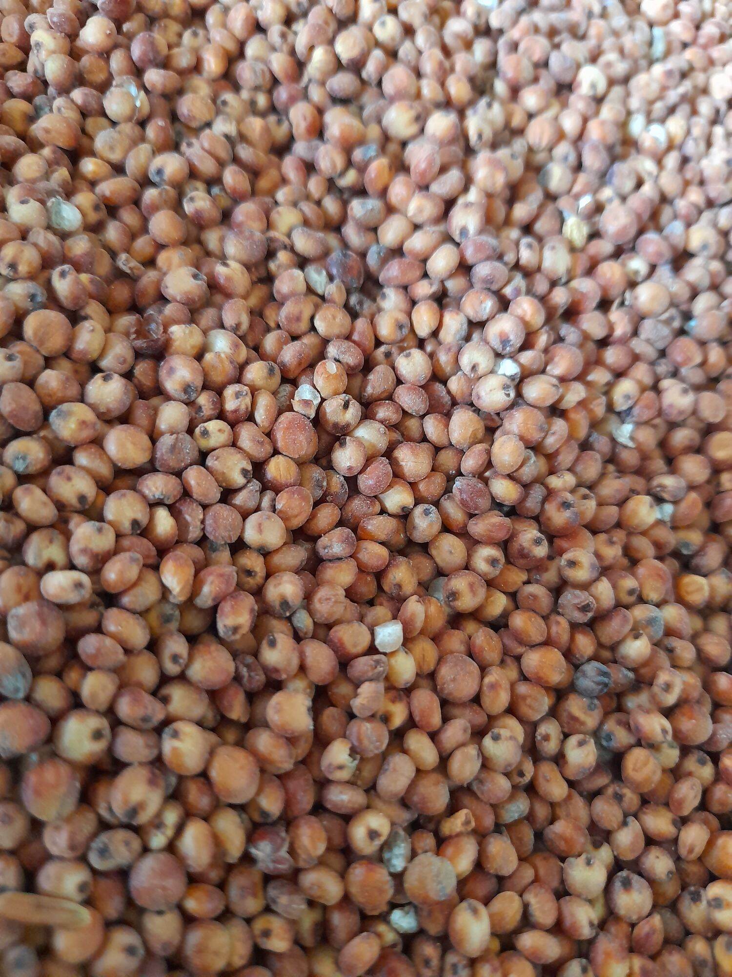 Hạt bo bo đỏ 1kg