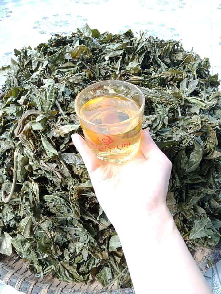 cây chè cỏ khô cho chị em gần Sinh