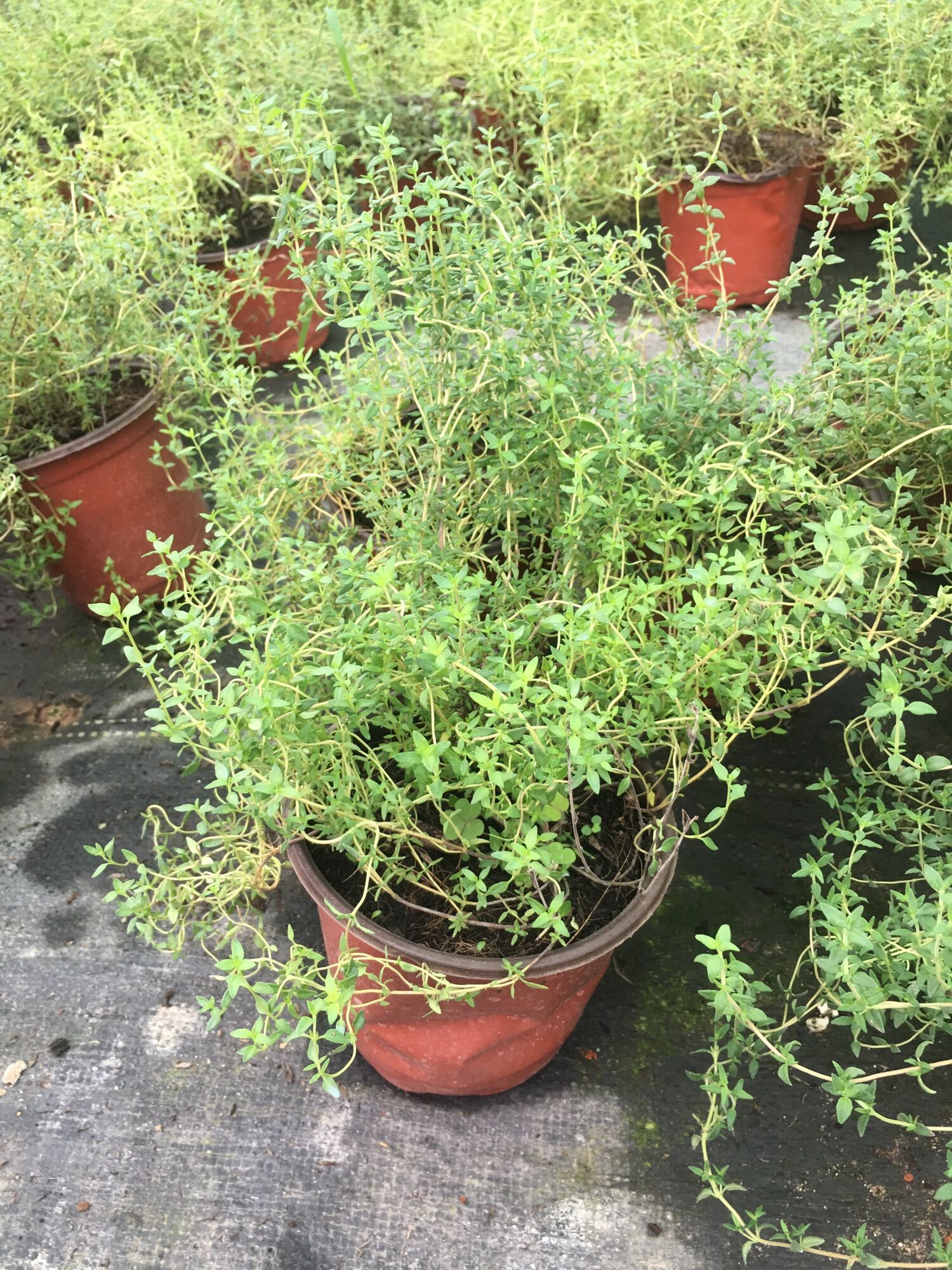 Cỏ Xạ Hương (Thyme)