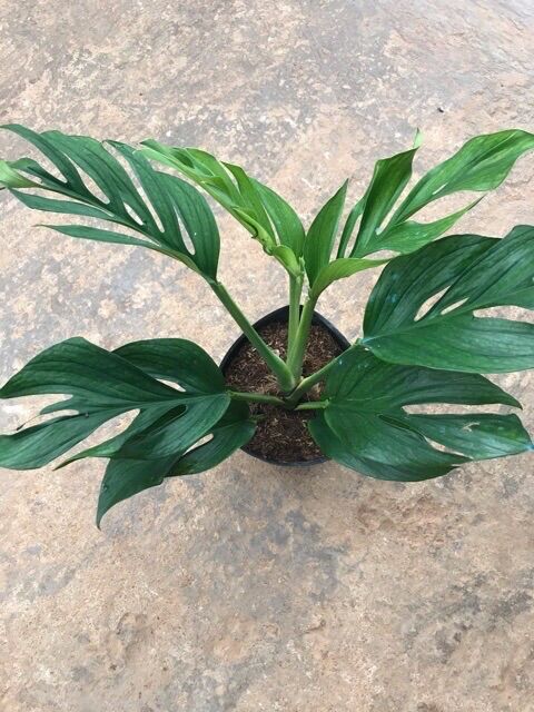 <CÂY PHONG THỦY> Chậu Trầu Bà Hạnh Phúc Monstera Peru - sz trung