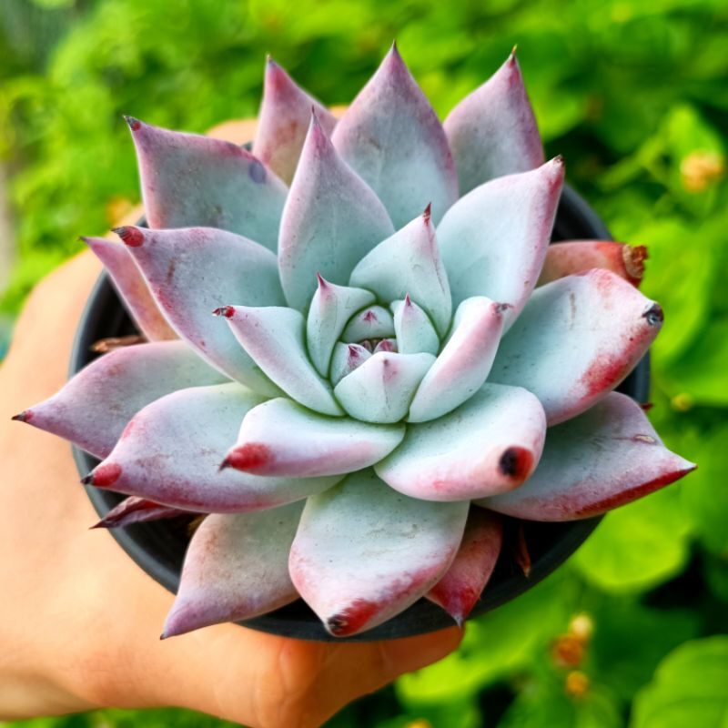 Sale 55%sen đá hồng phấn rất đẹp!