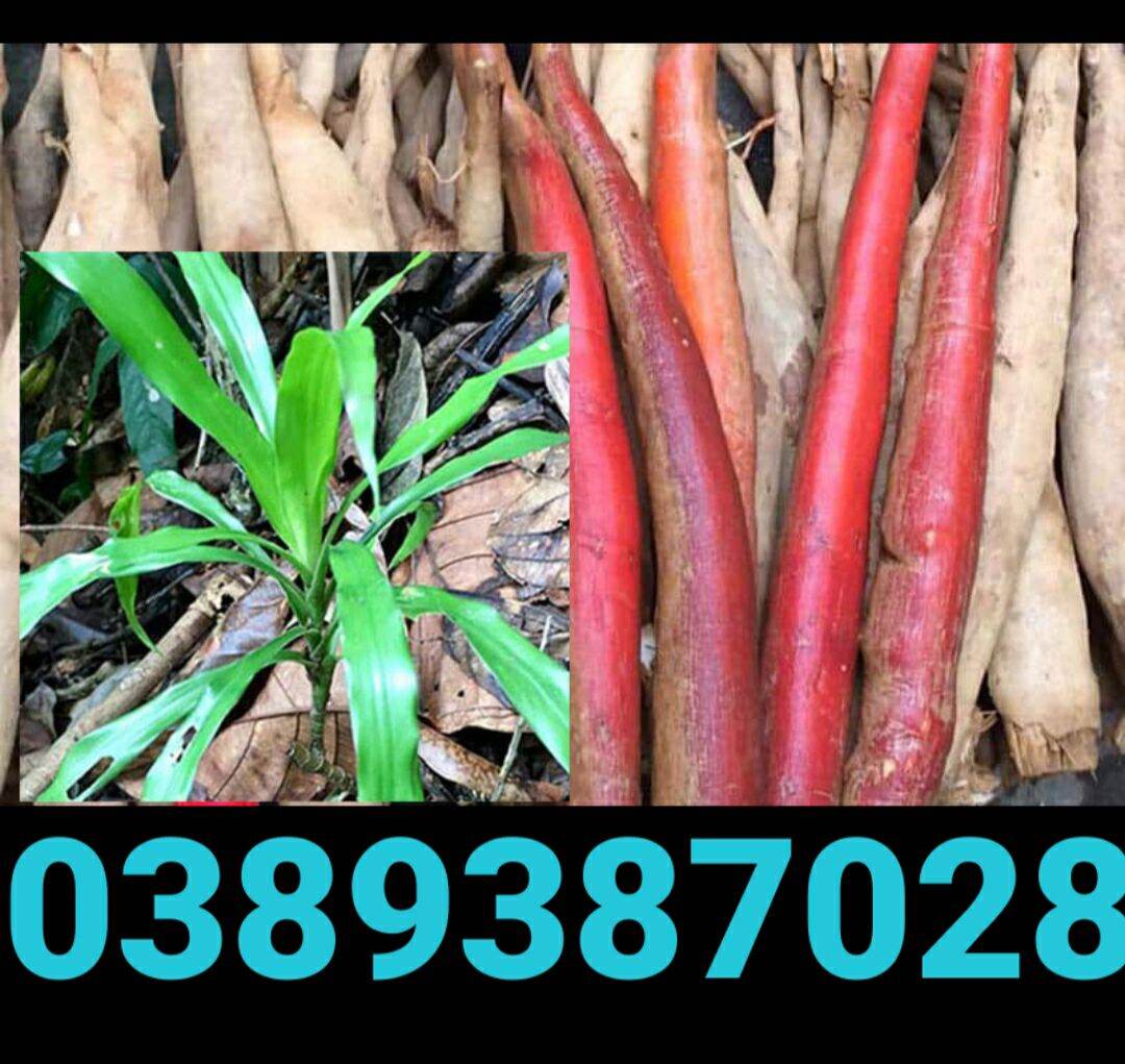 Cây sâm cau đỏ giống,cao khoảng 50cm