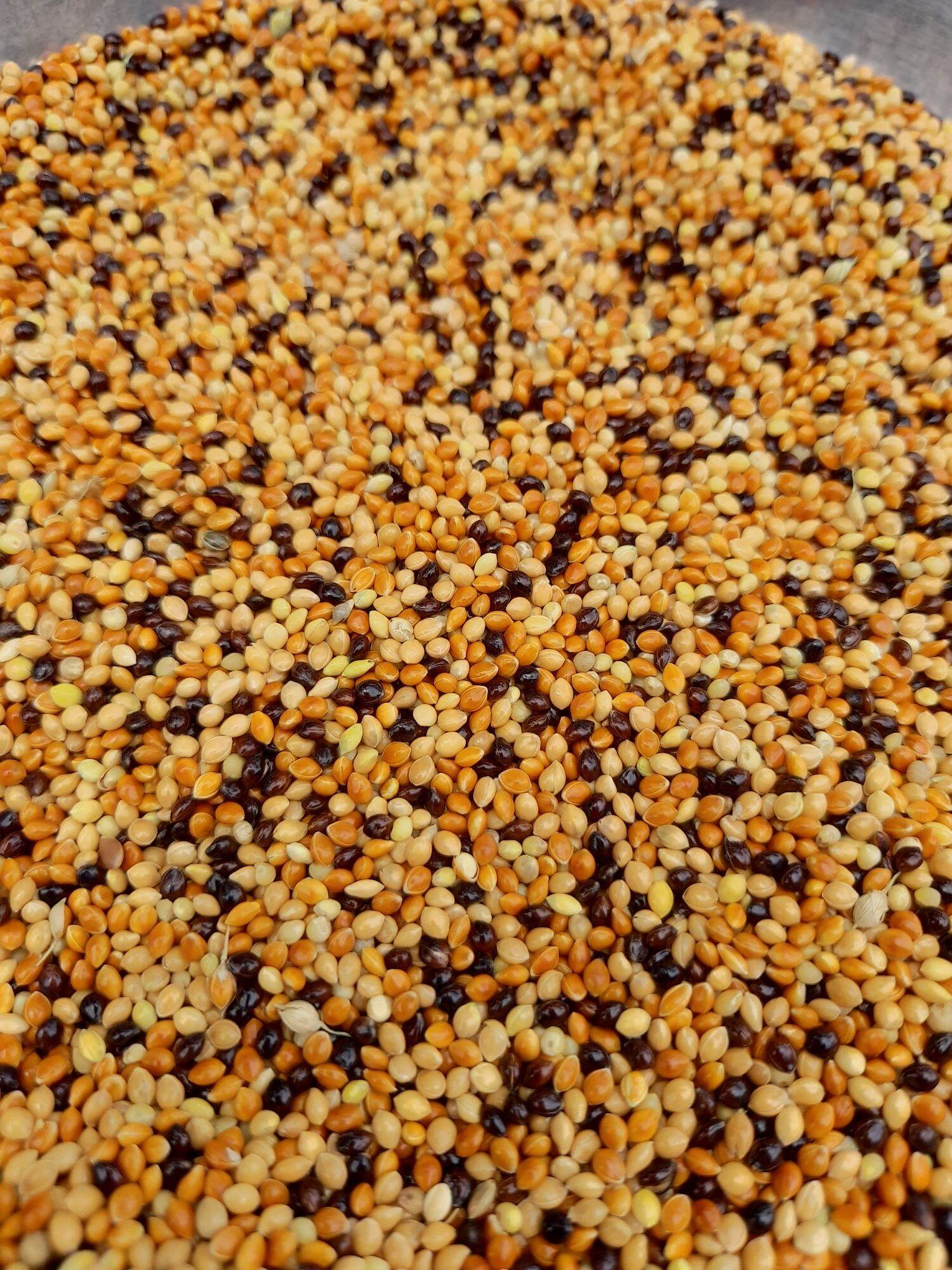Cỏ thái 1kg mix 5 loại hạt 35k.