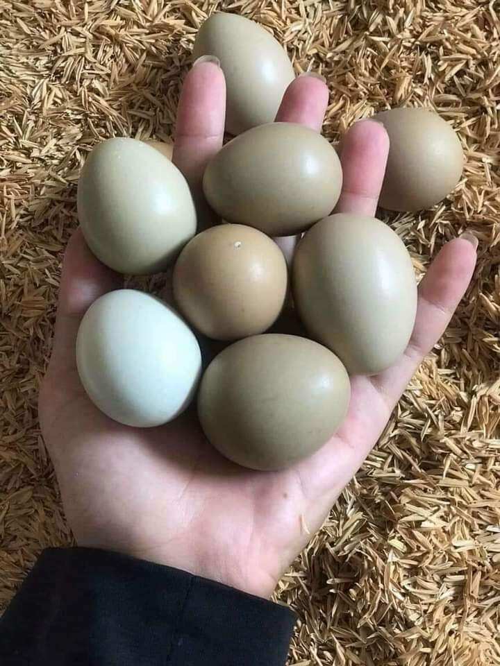 10 quả trứng chim tri đỏ về ăn