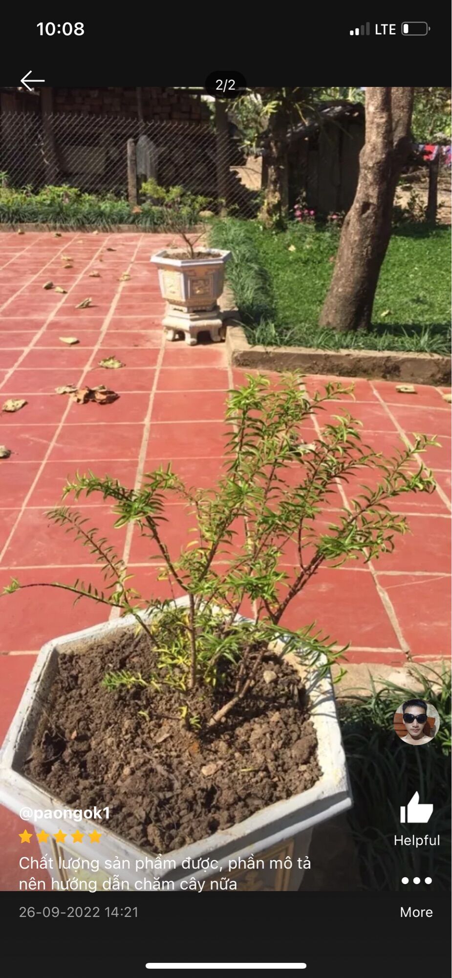 CÂY MAI CHIẾU THUỶ BONSAI MINI Ngagarden