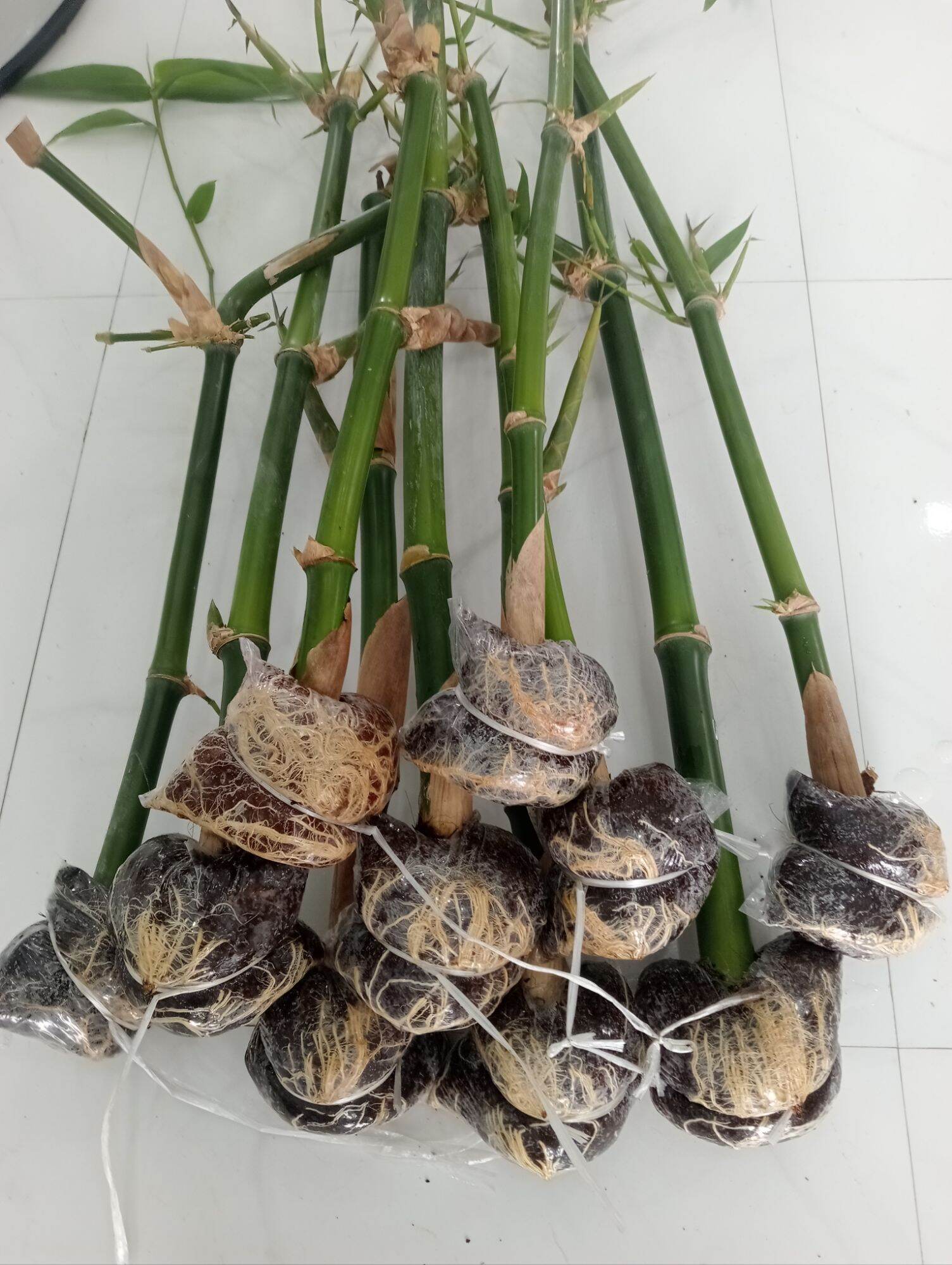 Giống Măng Tre Tứ quý