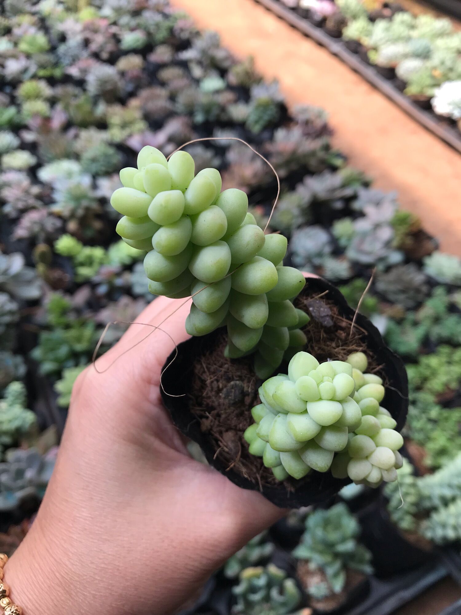 Sen đá chuỗi ngọc cute size bầu