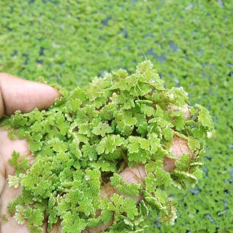 100g bèo hoa dâu mini thủy sinh dể nuôi