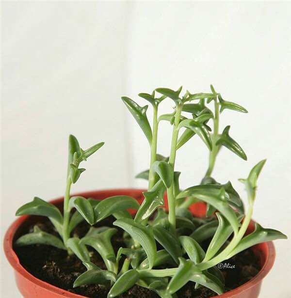 Sen đá cá heo