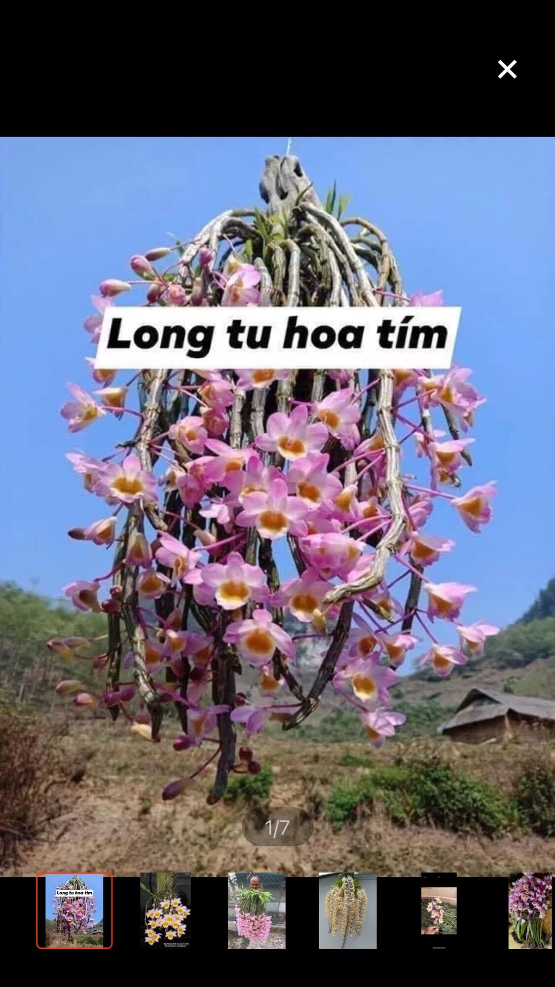 Hoa lan long tu sỉ 4k