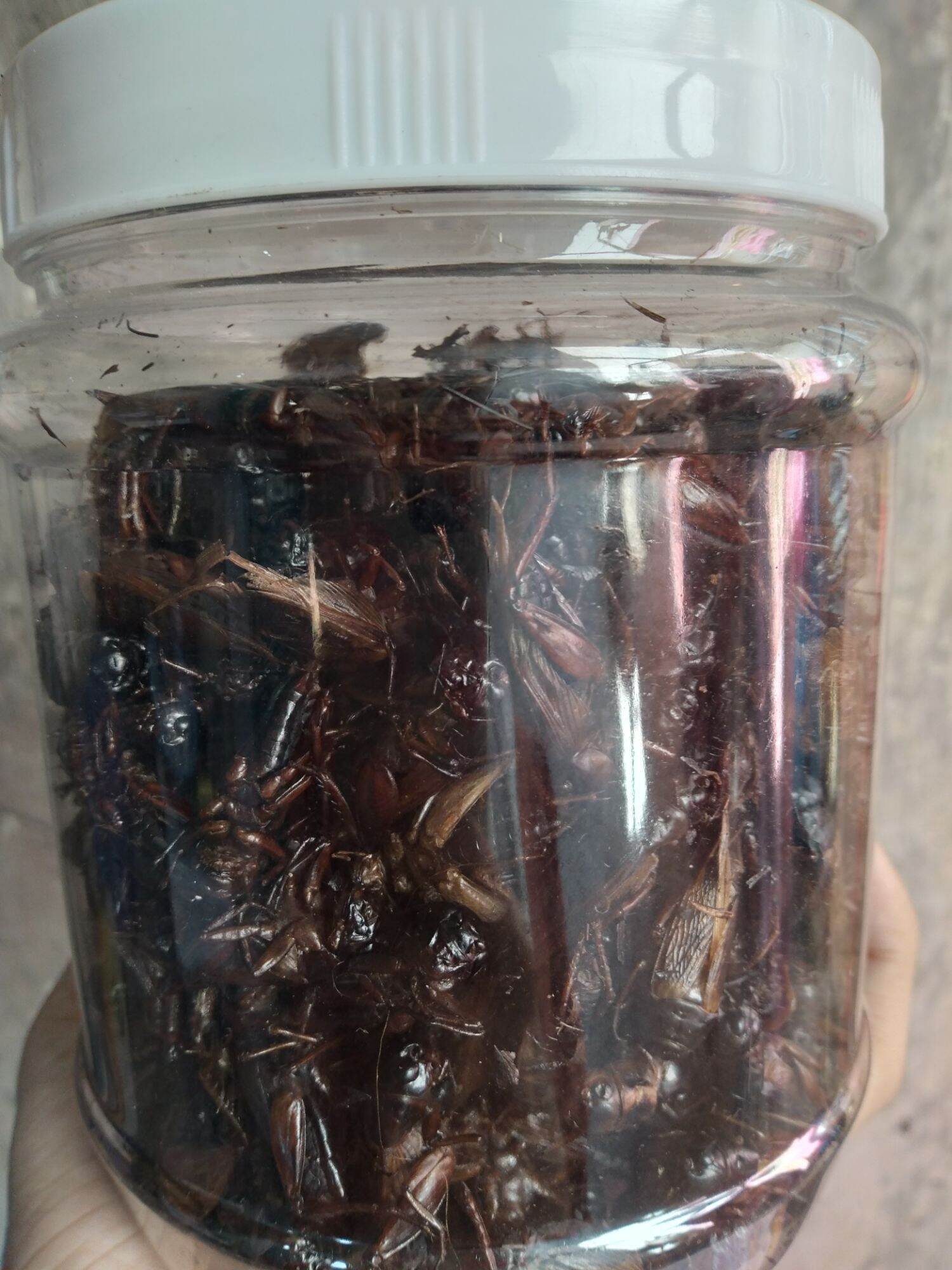 DẾ SẤY KHÔ 100 GRAM CHO CHIM ,CÁ,BÒ SÁT,GÀ ĐÁ,MÈO.....