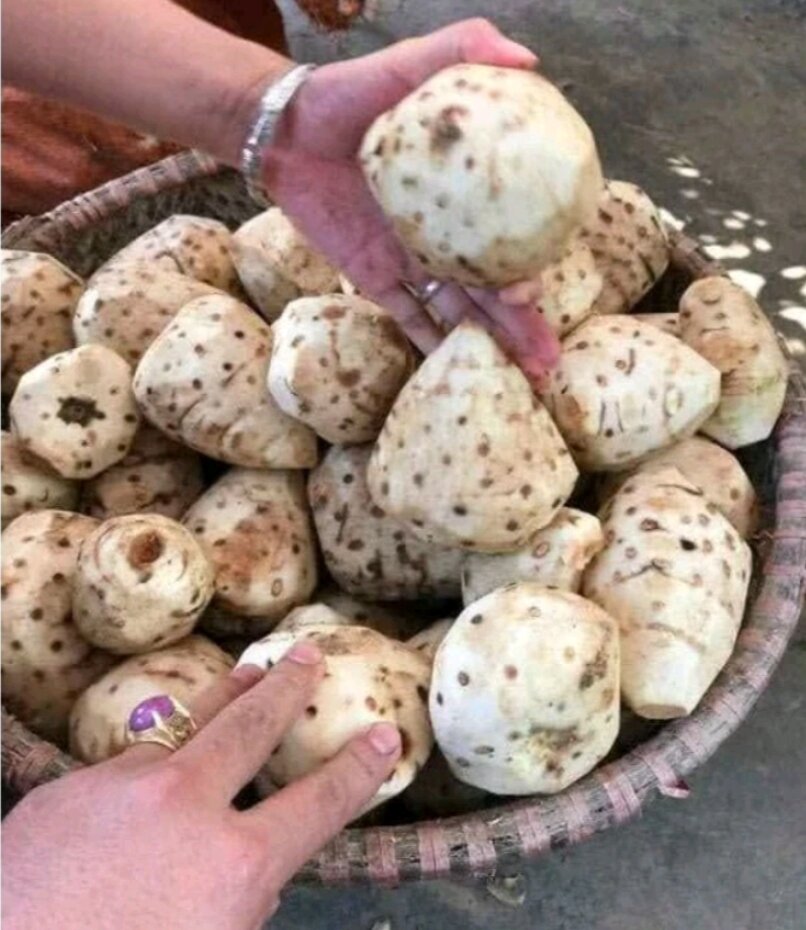 2Kg NGHỆ ĐỘC THÂN Rừng (Nghệ trắng Rừng)