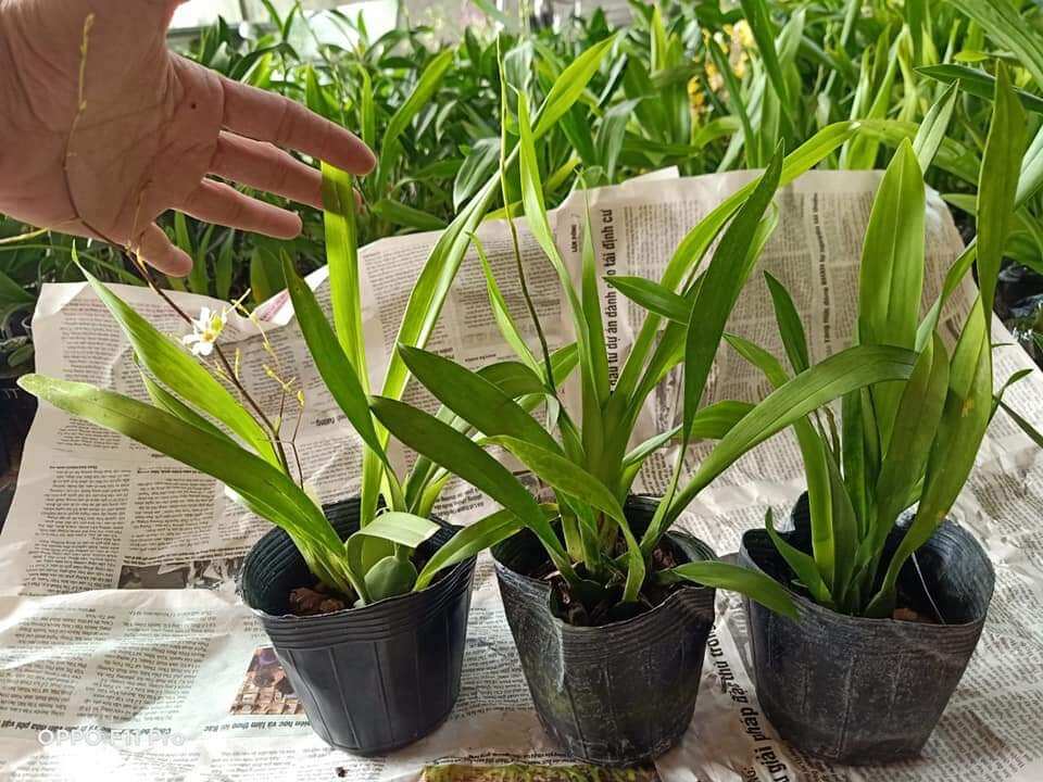 Hoa lan vũ nữ hồng lâu mộng đang nụ hoa