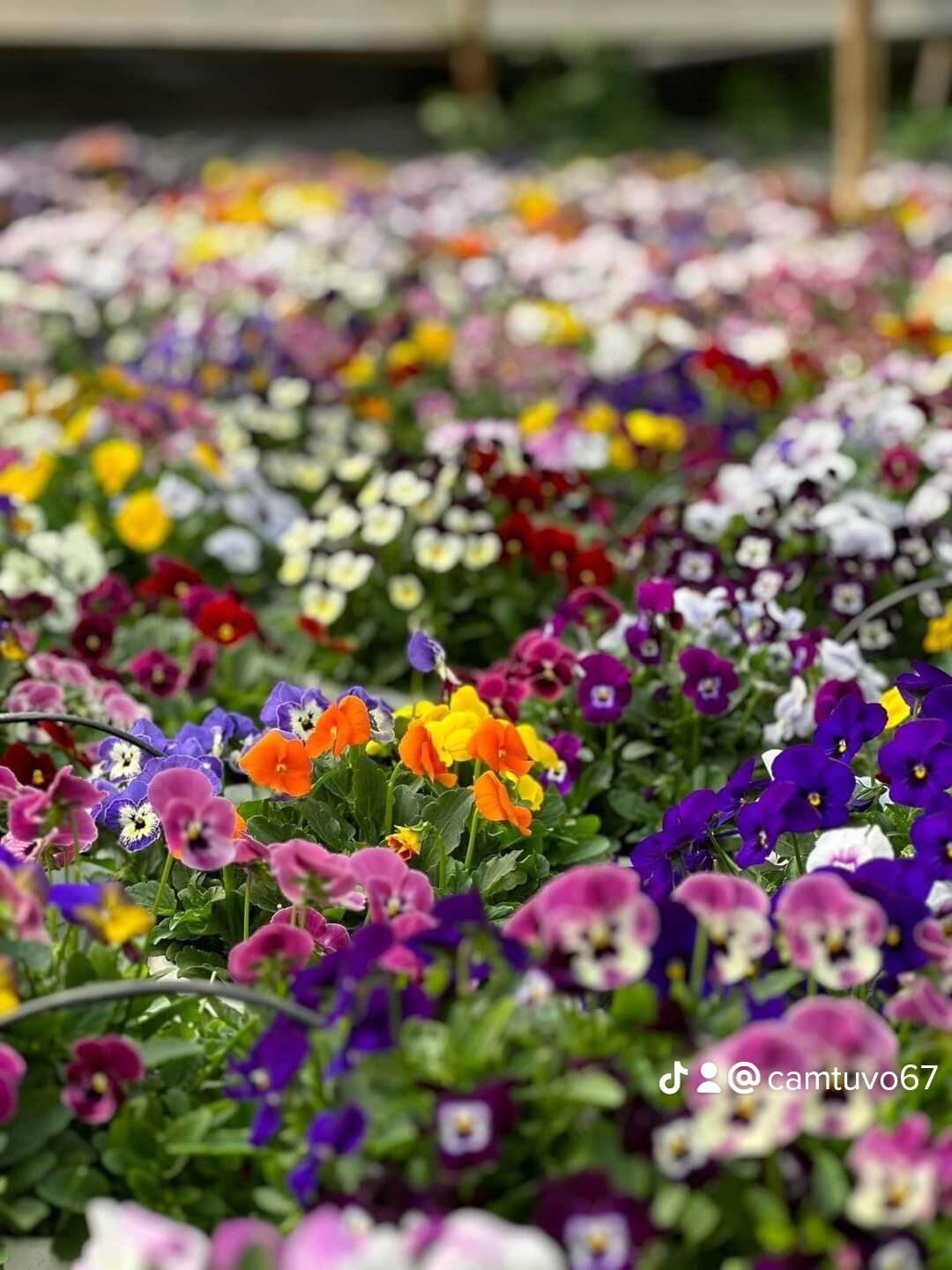 Hạt giống hoa bướm Viola