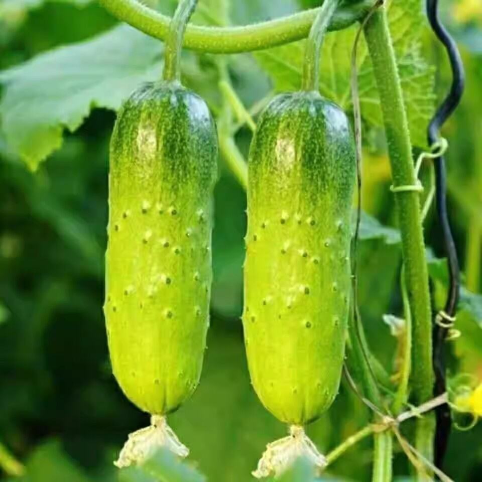 High Yield Seedlings for Cucumber Plants Small No Trellis Dry Cucumber Seeds for Spring Planting in 