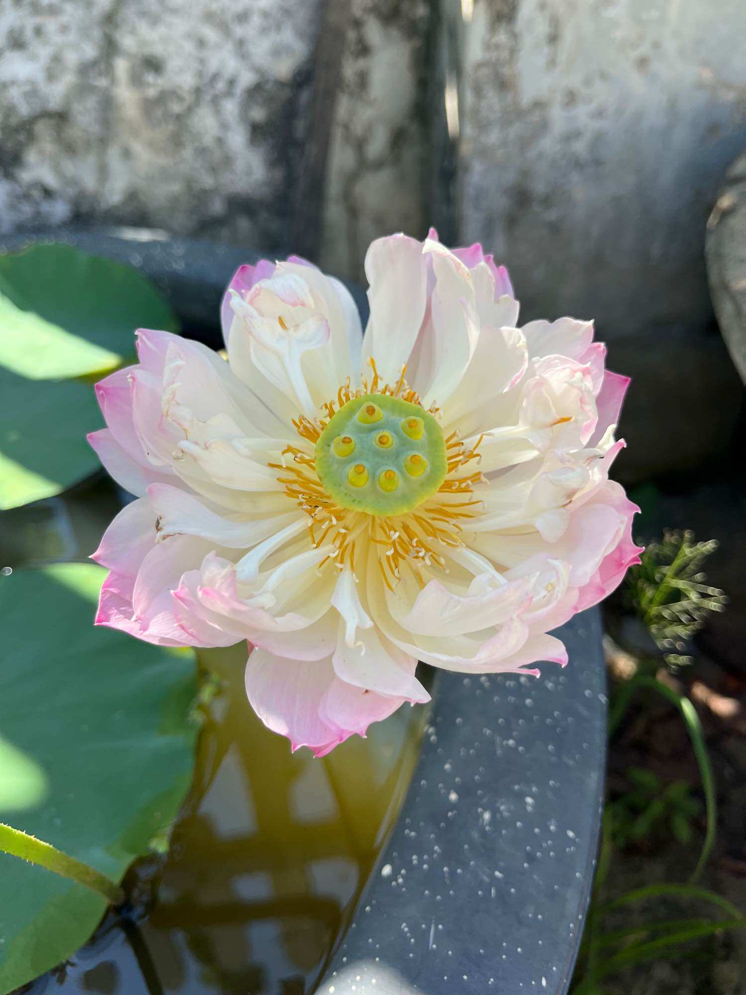 củ giống sen mini eos